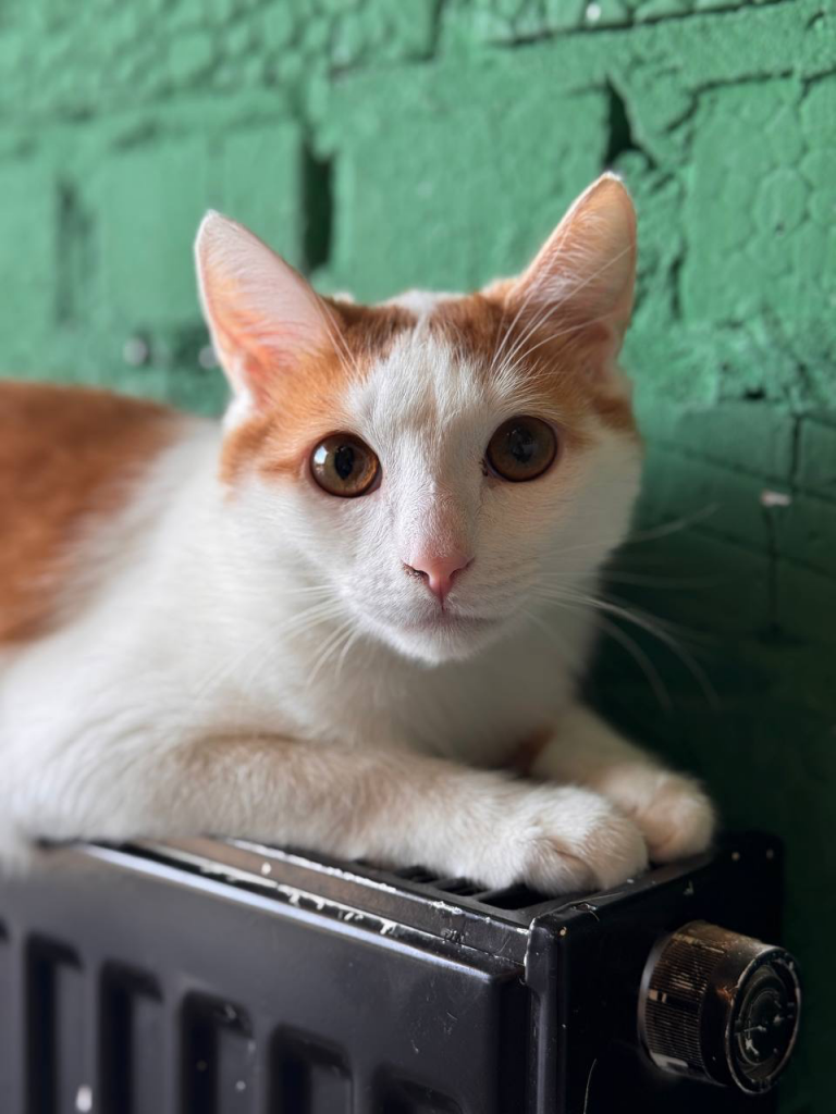 Посещение Котокафе