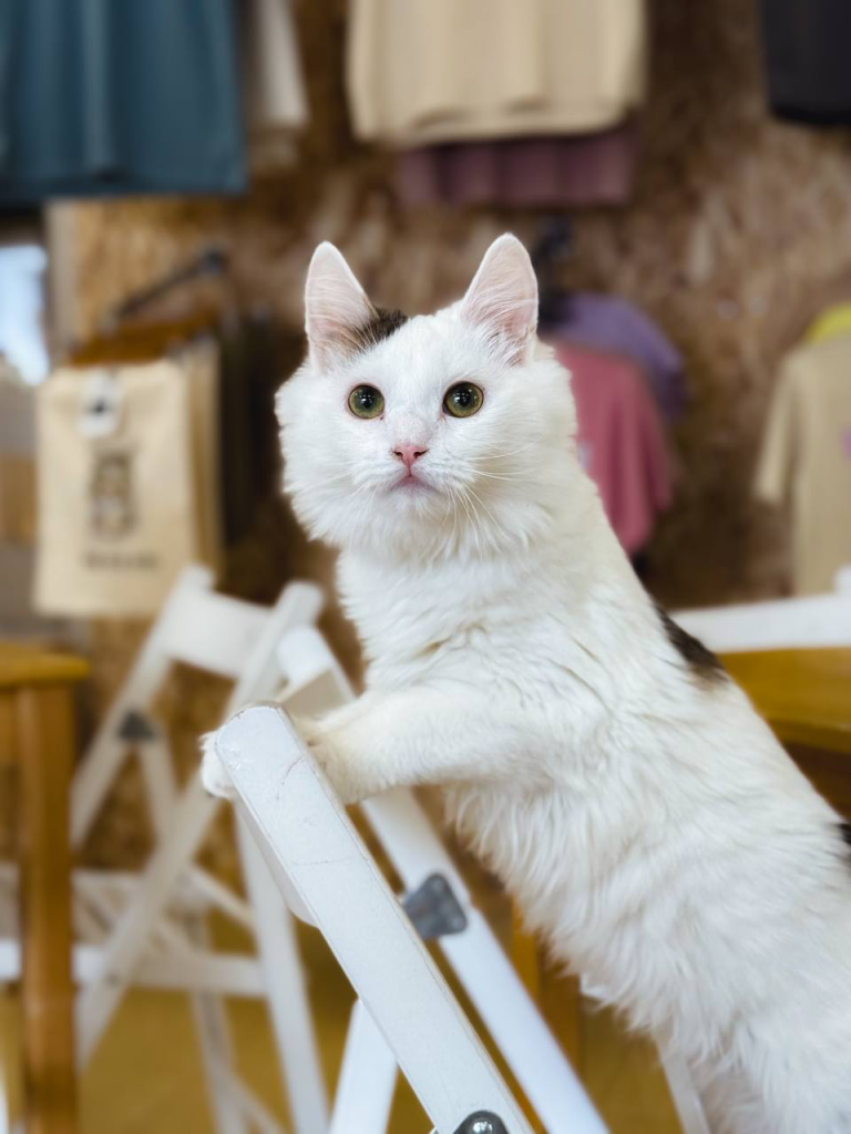 Посещение Котокафе